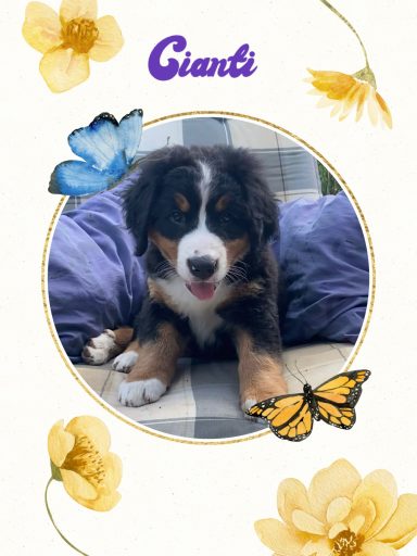Cianti