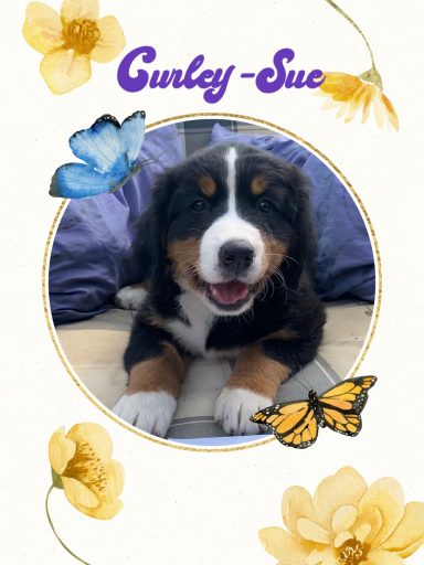 Curley-Sue