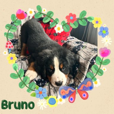 Eugen (Bruno)