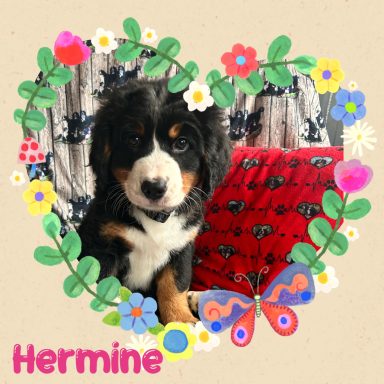 Elaine (Hermine)