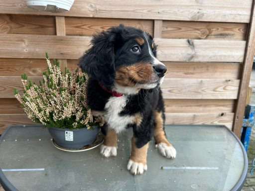 Frieda