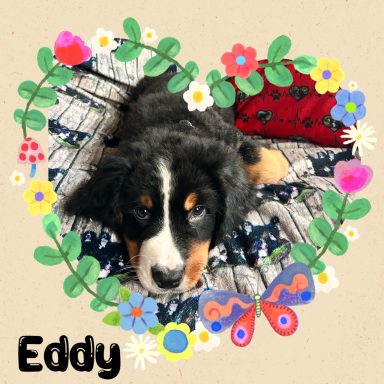 Eddy