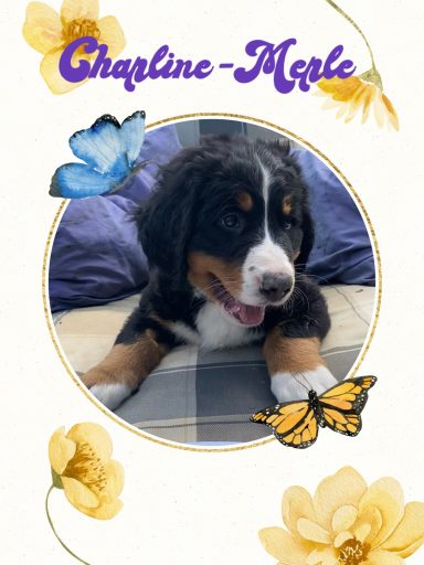 Charline-Merle