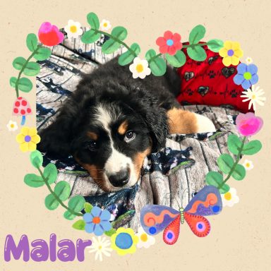 Erika (Malar)