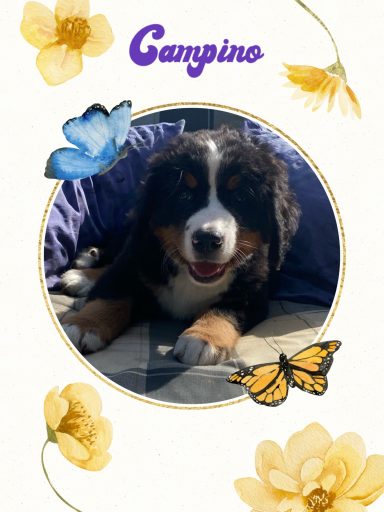 Campino
