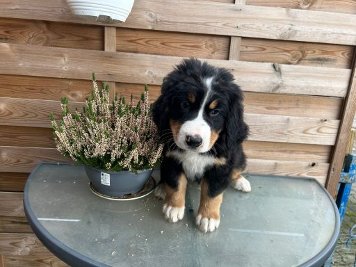 Finley