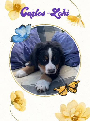 Carlos-Loki