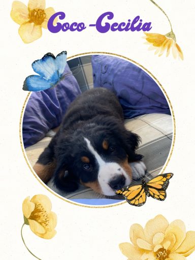 Coco-Cecilia