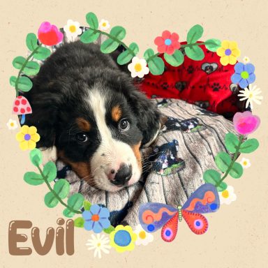 Evil (Lupo)