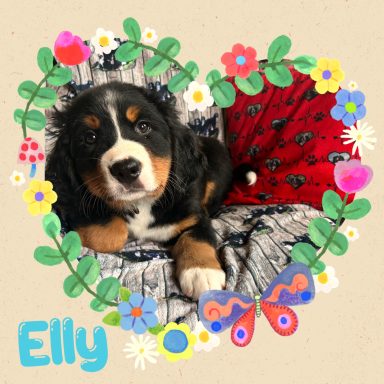 Elly